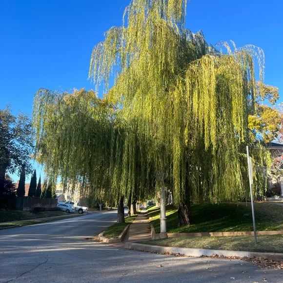 nike air jordans - Picture 6 of 11